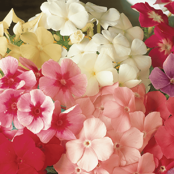 Phlox, Dwarf Beauty Seeds, 400mg