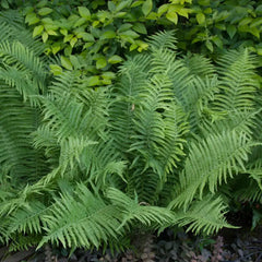 Ostrich Fern Plant