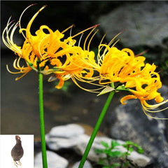 Yellow Surprise Lycoris Spider Lilies Bulbs Radiata Hurricane Lily Cluster Amayllis Growing Bonsai Roots Rhizomes Corms Tubers Potted Planting Reblooming Fragrant Garden Species Blooms Flower Seeds Plant Gardening