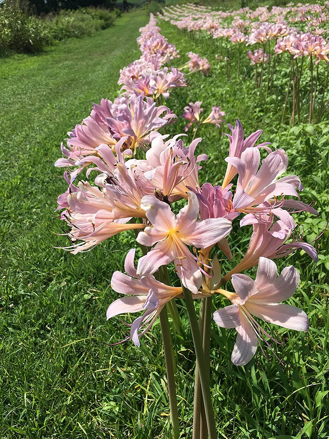 spider lilies flowers Pink Beautiful Lycoris Spider Lilies Bulbs Radiata Hurricane Lily Cluster Amayllis Growing Bonsai Roots Rhizomes Corms Tubers Potted Planting Reblooming Fragrant Garden Species Blooms Flower Seeds Plant Gardening