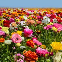 Ranunculus  Mix Color Corms Bulbs Growing Bonsai Roots Rhizomes Tubers Potted Planting Reblooming Fragrant Garden Species Blooms Flower Seeds Plant Gardening