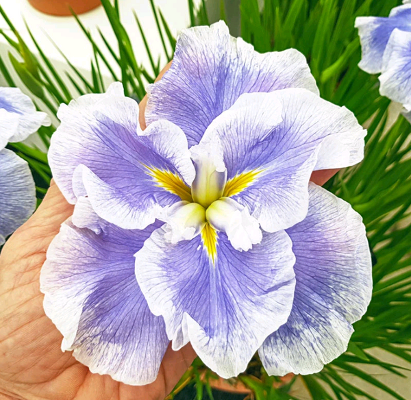 Ice Cream Dinner Plate™ Japanese Iris Growing Bonsai Bulbs Roots Rhizomes Corms Tubers Potted Planting Reblooming Fragrant Garden Flower Seeds Plant