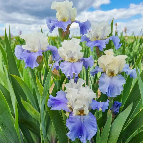 Stairway to Heaven Bearded Iris