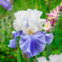 Stairway to Heaven Bearded Iris