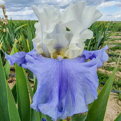 Stairway to Heaven Bearded Iris