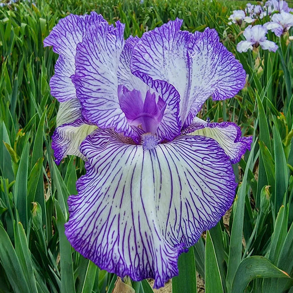 Autumn Circus Reblooming Bearded Iris
