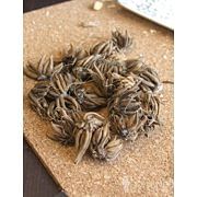 RANUNCULUS MIXED COLOR SHADES  Ranunculus Cream Blend Corms Bulbs Growing Bonsai Roots Rhizomes Tubers Potted Planting Reblooming Fragrant Garden Species Blooms Flower Seeds Plant Gardening