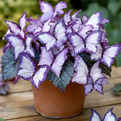 Butterfly Begonia Lavender