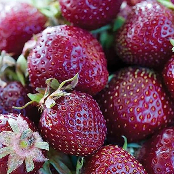 Purple Wonder Strawberry Seed  Rare Dark Strawberry Sweet Juicy Fruit Gardening