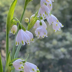 Summer Snowflake PureBeauty, Fresh Starts
