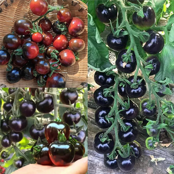 Black Tomato Seeds - Black Beauty Queen