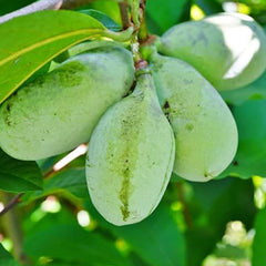 Paw paw Tree Seeds for Planting Edible Fruit Tree,  Fun and Easy to Grow Your Own Food, Exotic Pawpaw Tree Seeds