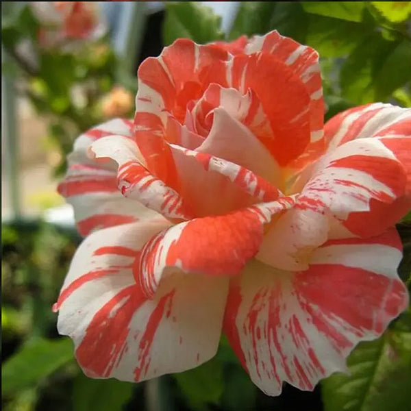 Orange white roses seeds