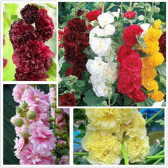 Carnival Mix Double Hollyhocks Flower Seeds for Planting