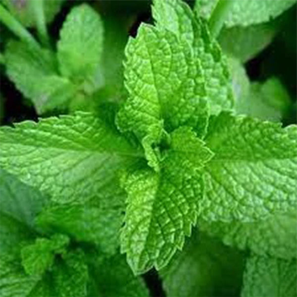 Mint Seeds