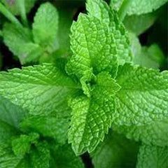 Mint Seeds