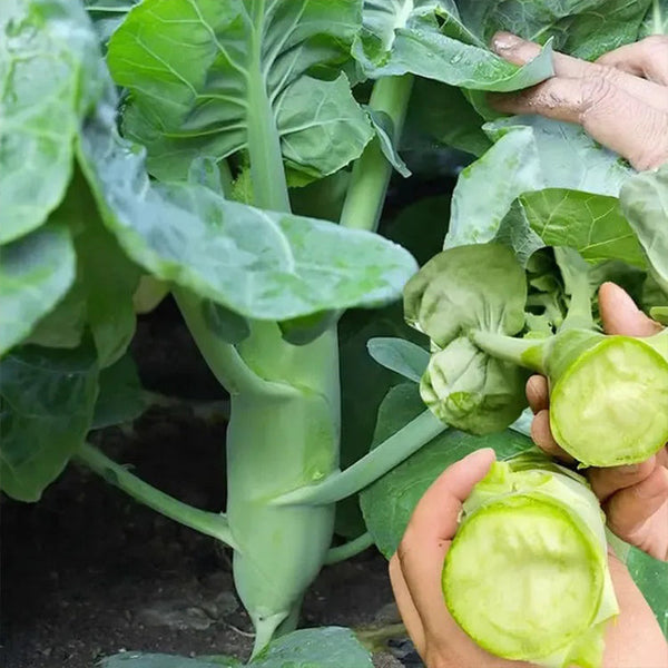 Big chicken leg kale Seeds