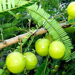 Phyllanthus Emblica,Indian Gooseberry Edible Fruit Ornamental Deciduous Tree Survival Gear Food Seeds