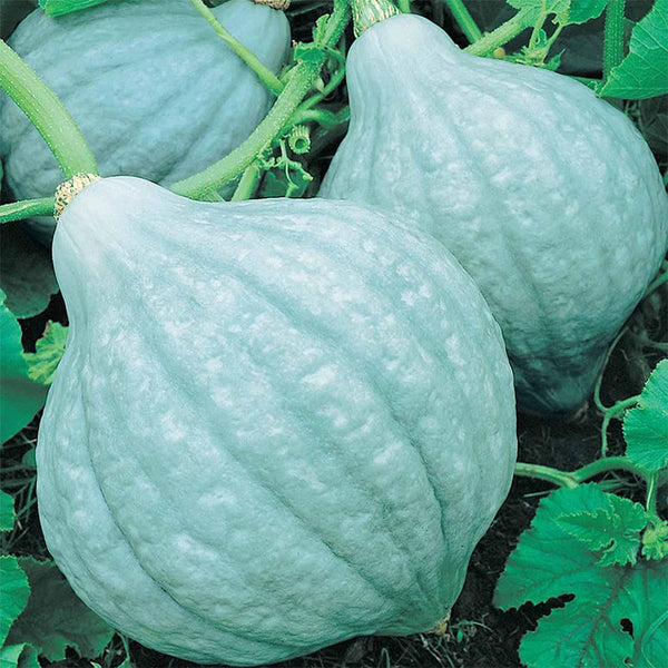 Blue Hubbard Winter Squash Garden Seeds