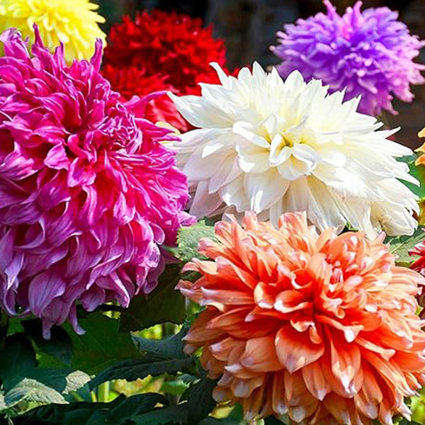 Rare Mix Dahlia Pompon Flower Seeds Variabilis Beautiful 　