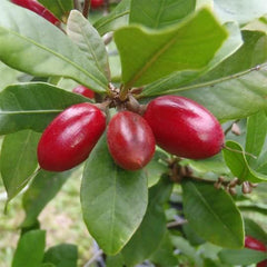 Miracle Fruit Seeds (Synsepalum dulcificum)