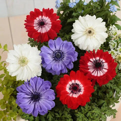 Double Anemone Seeds — Add Resilient Elegance to Your Garden!