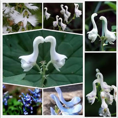 Rare Swan Flowers Seeds 