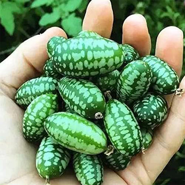 Mini Thumb Watermelon Fruit Vegetables Seeds