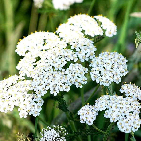Yarrow Seeds for Planting White Flower