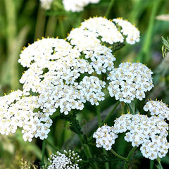 Yarrow Seeds for Planting White Flower
