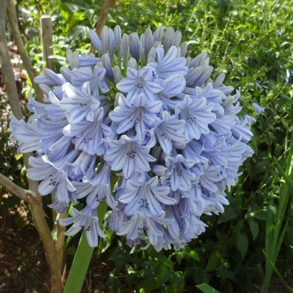 Agapanthus africanus 'Glenavon'