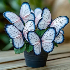 Butterfly Begonia Blue pink white