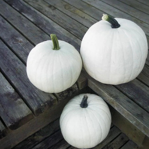 Pumpkin Cotton Candy