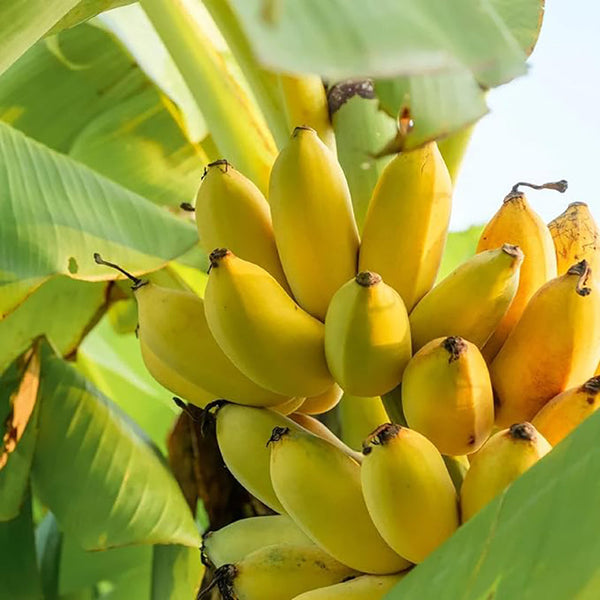 Banana Tree Seed Tropical Plant Delicious Sweet Fruit Non-GMO Gardening