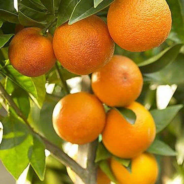 Bonsai Orange Tree Seed Delicious Sweet Fruit Juicy Beautiful Potted Plants Robust Flavor Easy Care