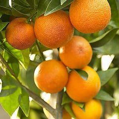 Bonsai Orange Tree Seed Delicious Sweet Fruit Juicy Beautiful Potted Plants Robust Flavor Easy Care