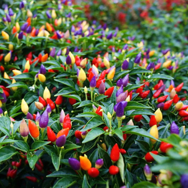 Five-Color Pepper Ornamental Pepper