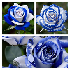 Blue White Roses Seeds:A Delightful Blend of Elegance and Serenity