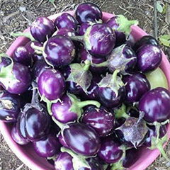 Purple Eggplant (Baby Eggplants)