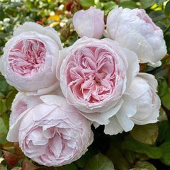 Earth Angel Floribunda rose seeds