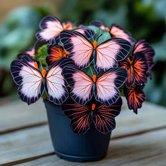Butterfly Begonia Aurora Orange