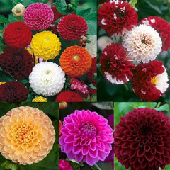 Perennial Dahlia Pompon Flower Seeds for Planting Outdoor