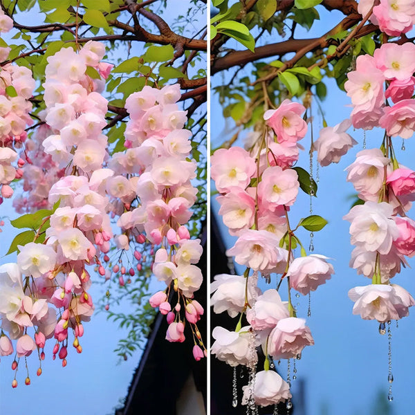 Begonia flowers Seeds