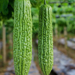 Bitter Melon Seeds for Planting, Asian Bitter Gourd Seeds, Asian Vegetable Seeds