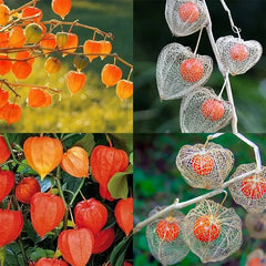 Lantern Cherry Seeds Winter Ground Cherry Strawberry Ground Cherry