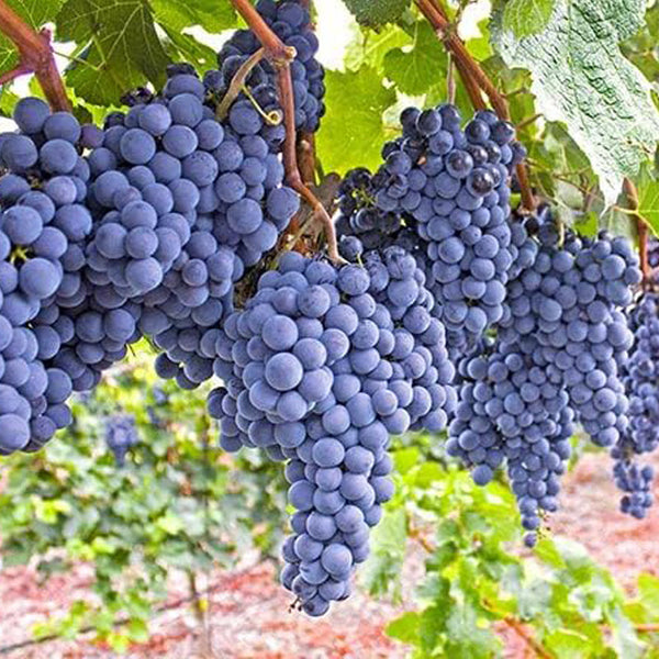 Mars Seedless Grape Bare Root Perennial Grape Hardy and Long-Lived Fast
