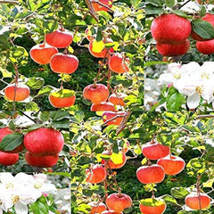 Red Delicious Apple - Malus pumila Tree Seeds