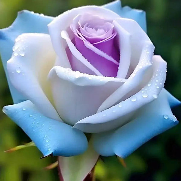 Icy Rose 