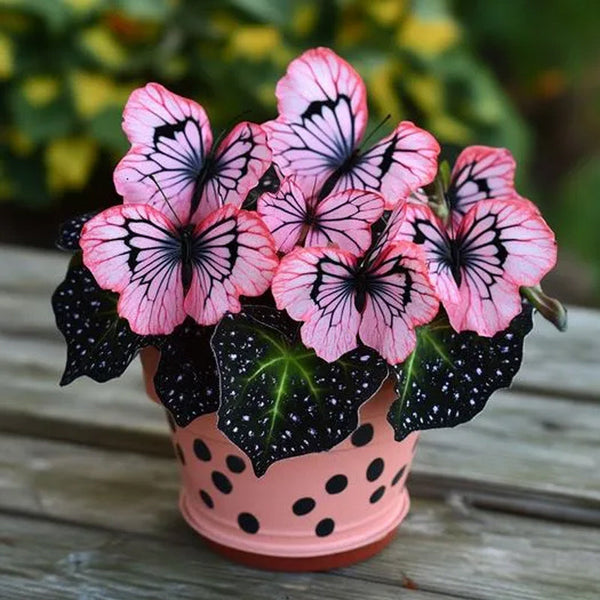 Butterfly Begonia Black line powder