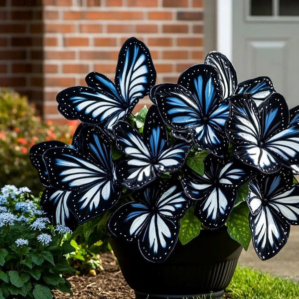 Butterfly Begonia Starry Sky